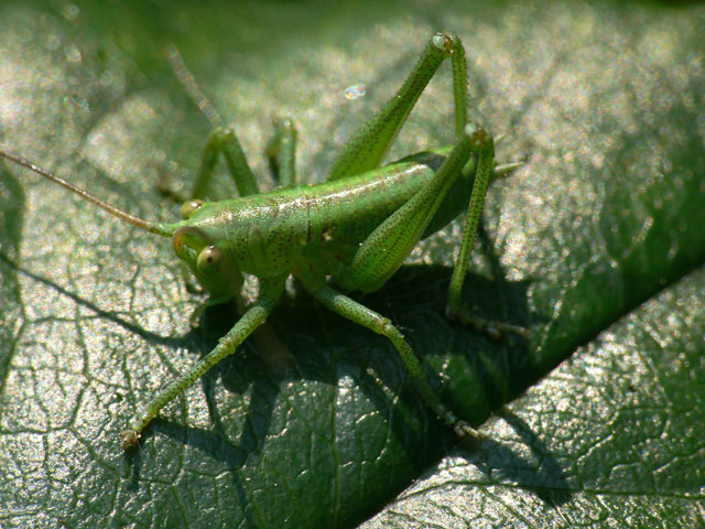 Leptophyes punctatissima Speckled bush cricket - Leptophyes punctatissima