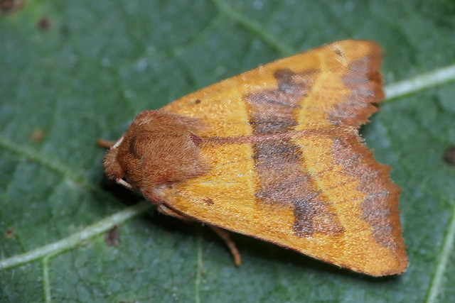Lunar Underwing Moth