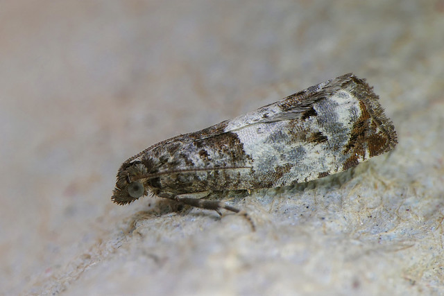 Triple-blotched Bell (Notocelia trimaculana)