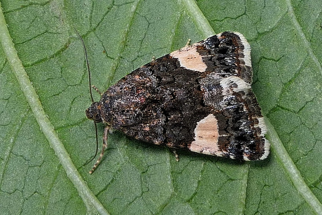 la Funèbre ou Noctuelle en deuil (Tyta luctuosa)