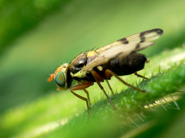Thistle Gall Fly