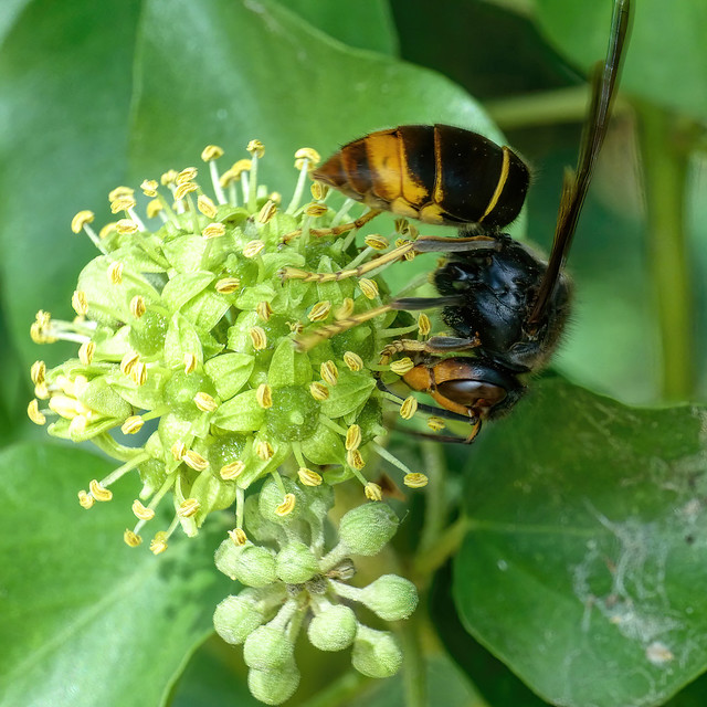 Asian Hornet (Vespa velutina)
