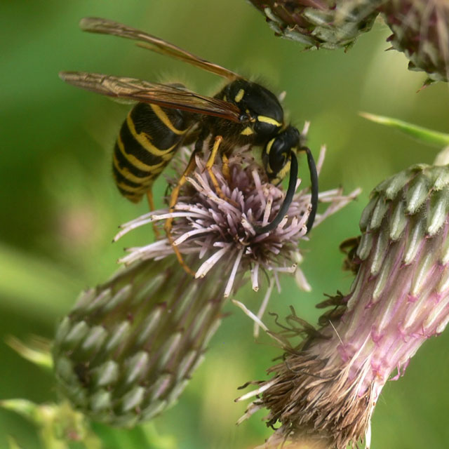 Dolichovespula sp. Dolichovespula sp.