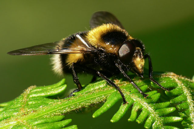 Volucella bombylans