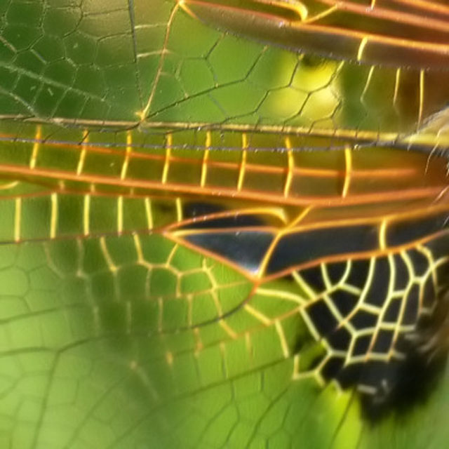Libellula quadrimaculata Wing detail - Libellula quadrimaculata