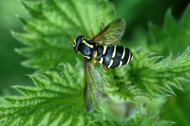 Xanthogramma pedissequum