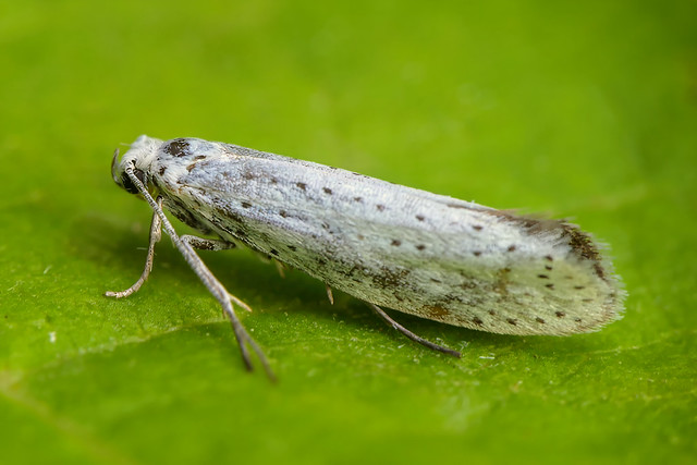 Yponomeuta moth
