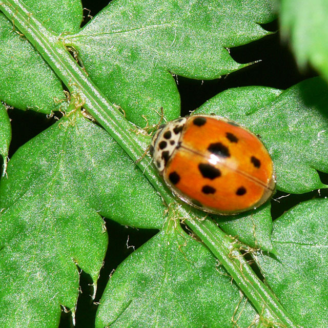 Adalia decempunctata