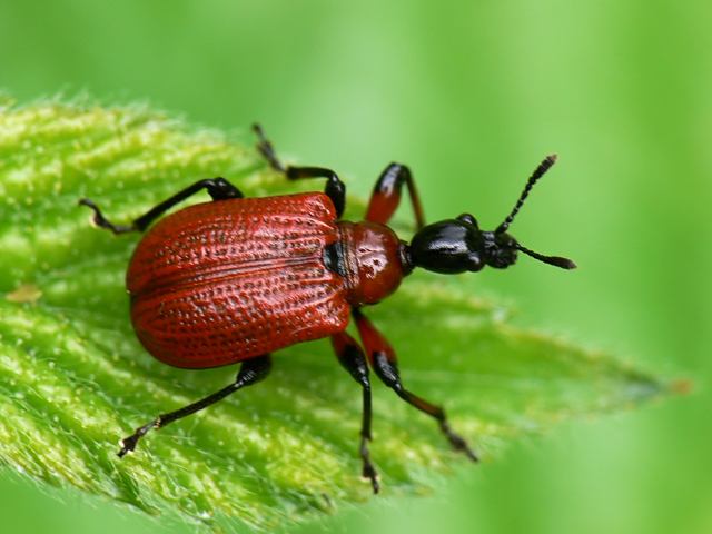 Hazel Leaf-roller Weevil - Apoderus coryli