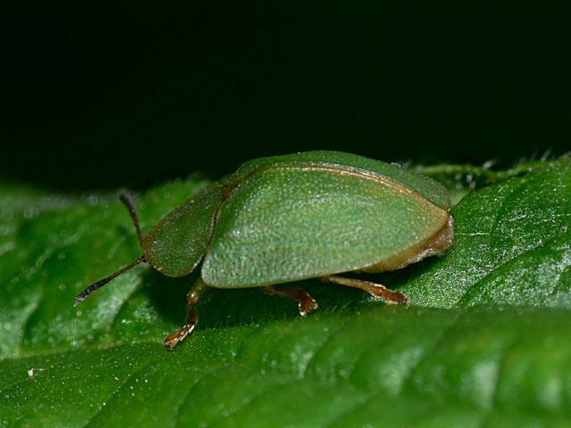Green Tortoise Beetle Cassida viridis