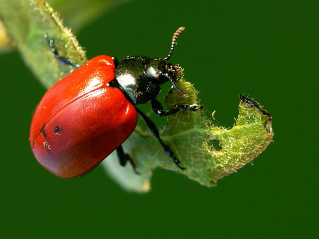 Chrysomela populi, leaf beetle, Chrysomelidae