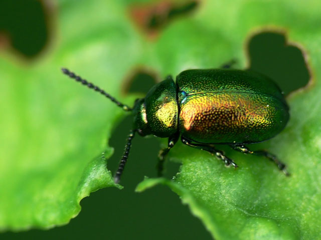 Chrysomèle de l'oseille
