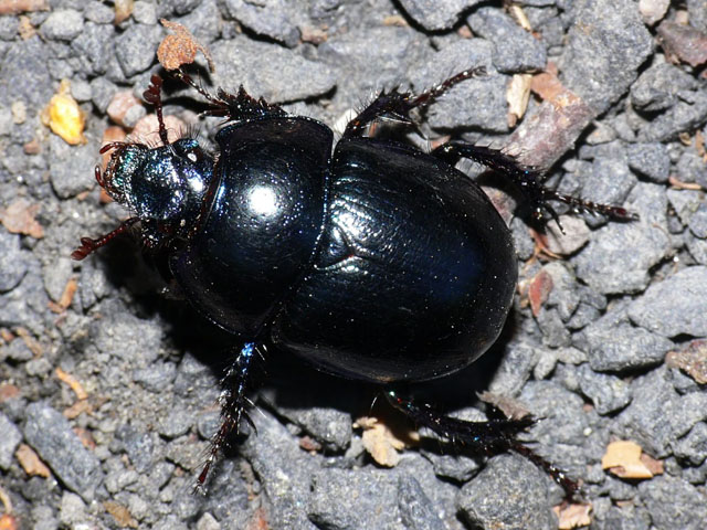 Dor beetle - Geotrupes stercorarius