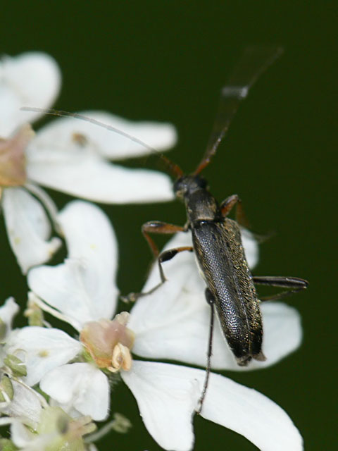 Grammoptera ruficornis
