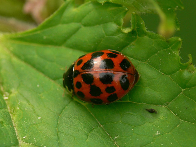 Harlequin ladybird - Harmonia axyridis