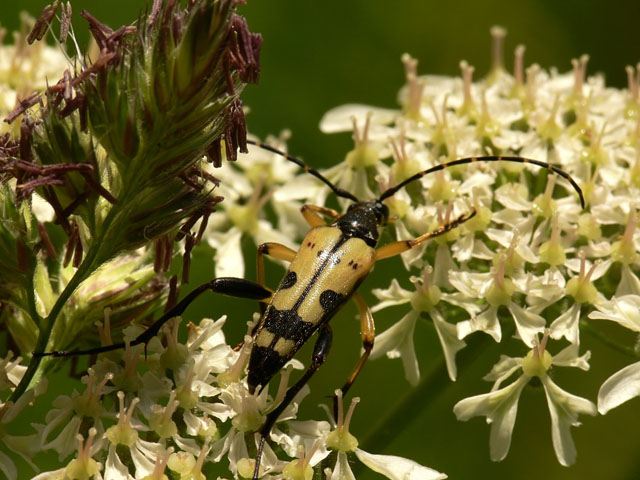 Leptura maculata