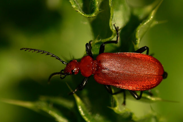 Pyrochroa serraticornis