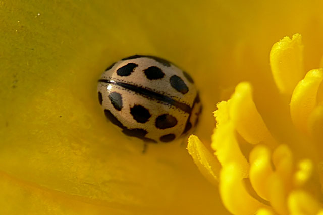Tytthaspis 16-punctata