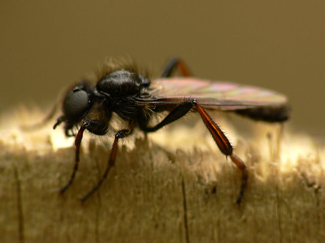 Bibio johannis diptera