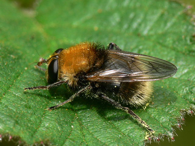Criorhina berberina