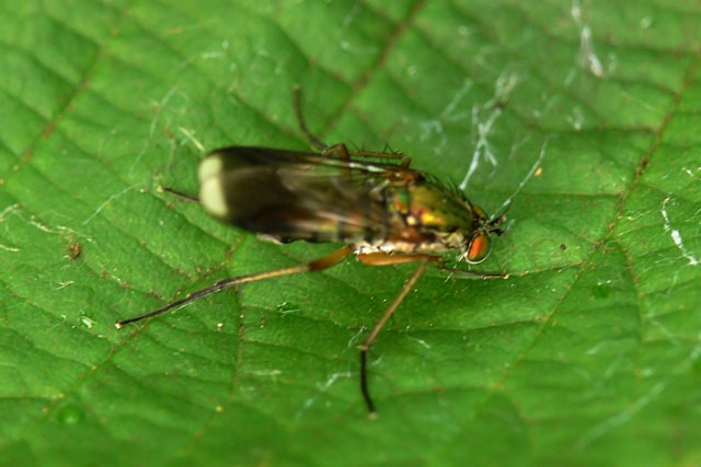 Poecilobothrus nobilitatus