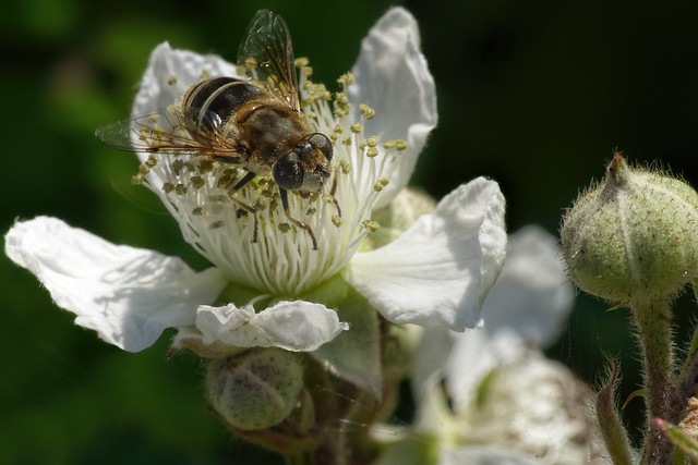 Female Eristalis arbustorum, hoverfly, eristalis