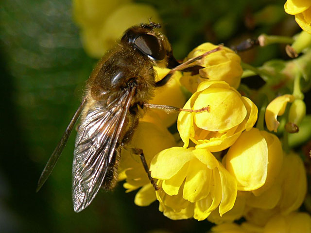 Hidcote Manor 01042007-051