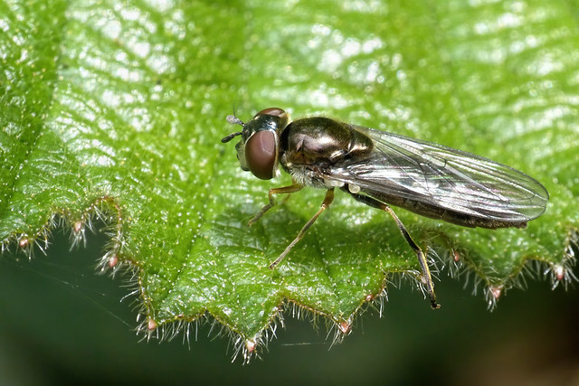 Platycheirus albimanus