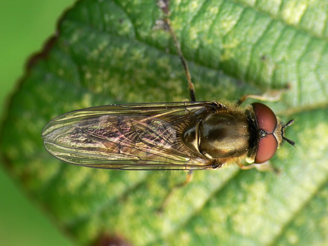 Platycheirus manicatus hoverfly diptera