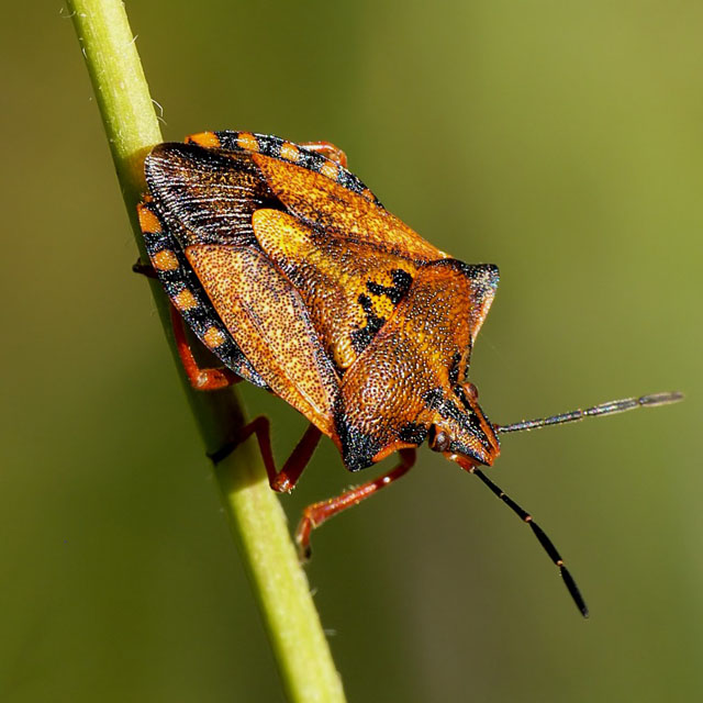 Carpocoris mediterraneus