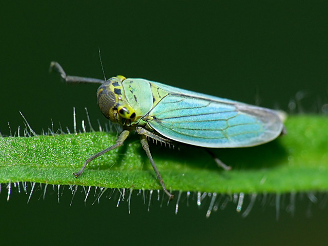 Cicadella viridis