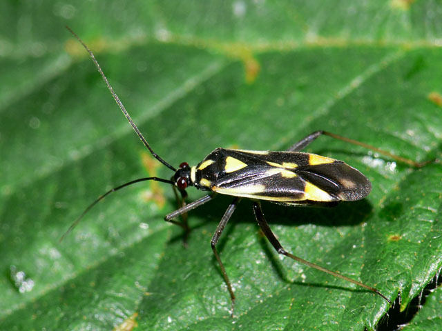 Grypocoris stysi.