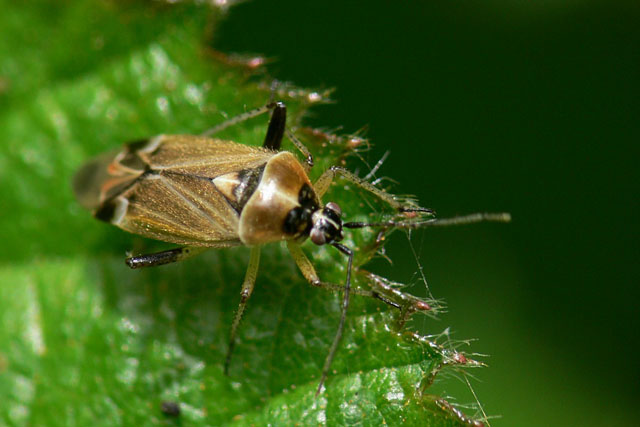 Harpocera thoracica