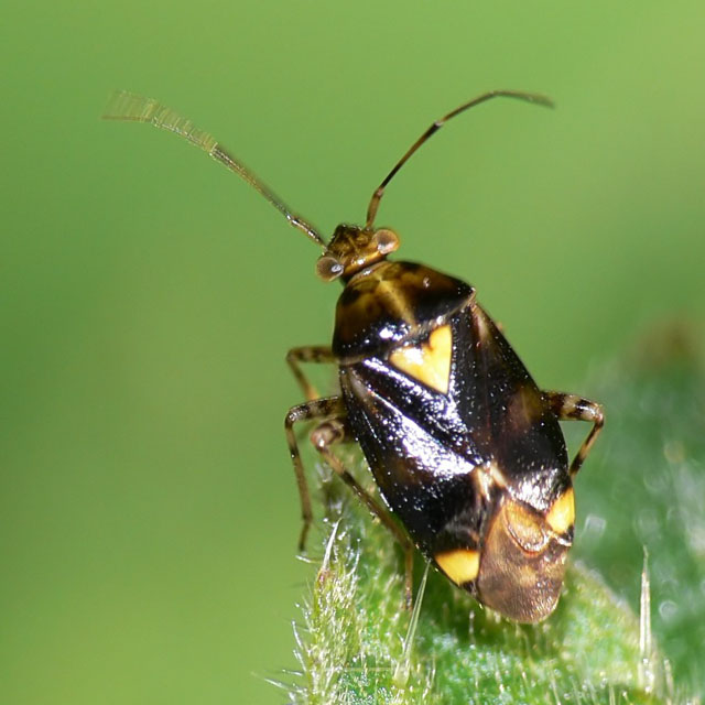 Liocoris tripustulatus
