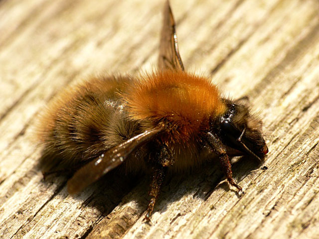 Bombus pascuorum