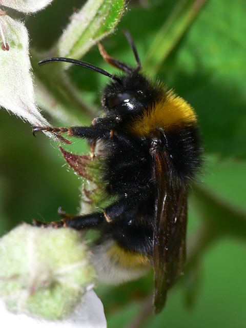 Bombus vestalis