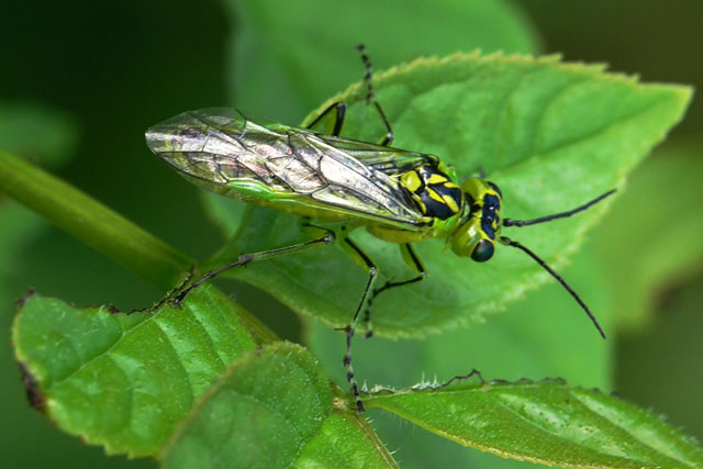 Sawfly - Rhogogaster viridis