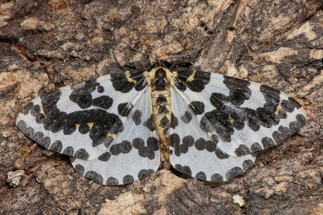 Abraxas grossulariata, Magpie moth, geometridae