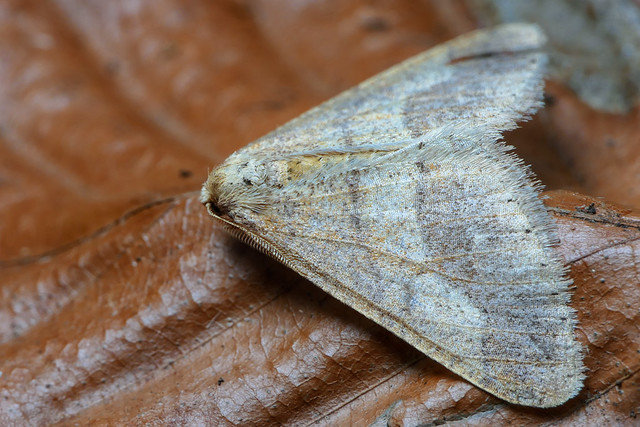 Dotted Border - Agriopis marginaria