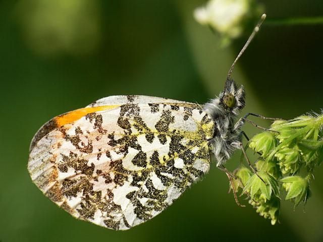 Orange Tip - Anthocharis cardamines