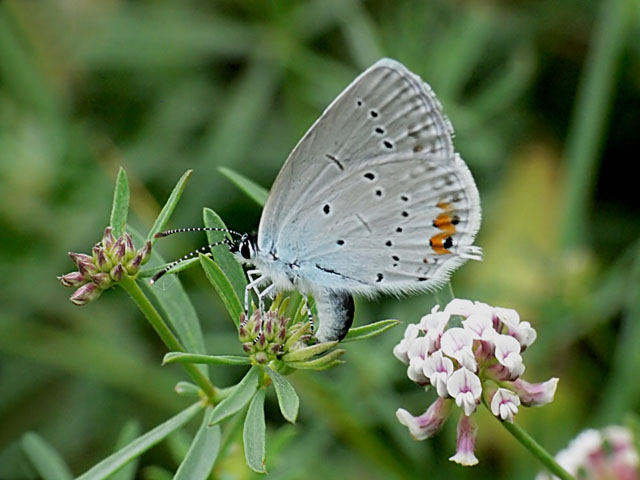 Short-tailed Blue - Cupido argiades