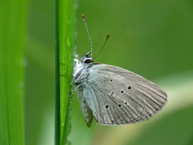 Small Blue - Cupido minimus