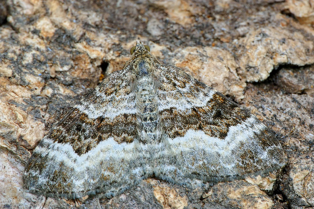 Common Carpet Moth