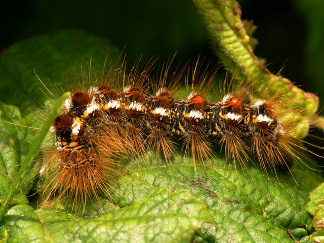 Euproctis chrysorrhoea, brown tail moth, lepidoptera