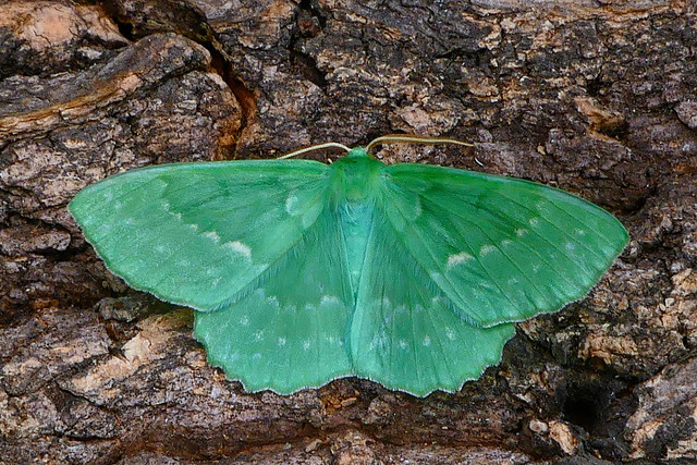 Geometra papilionaria