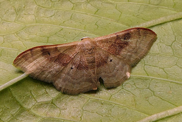 Portland Riband Wave