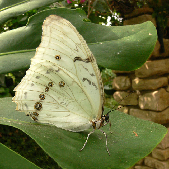 Morpho polyphemus