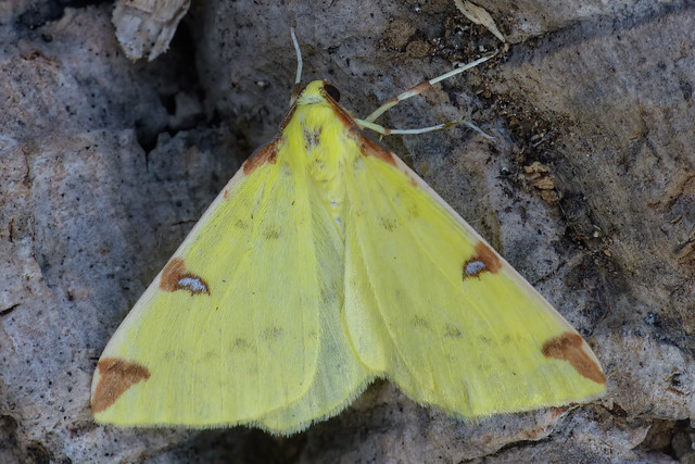 Brimstone Moth
