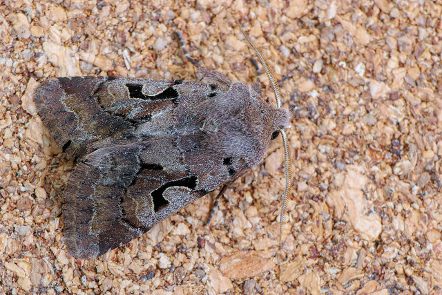 Hebrew Character