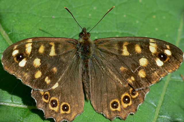 Speckled Wood - Pararge aegeria tircis